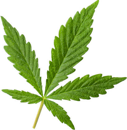 https://kingscannabis.ca/wp-content/uploads/2018/12/marijuana_leaf_large.png